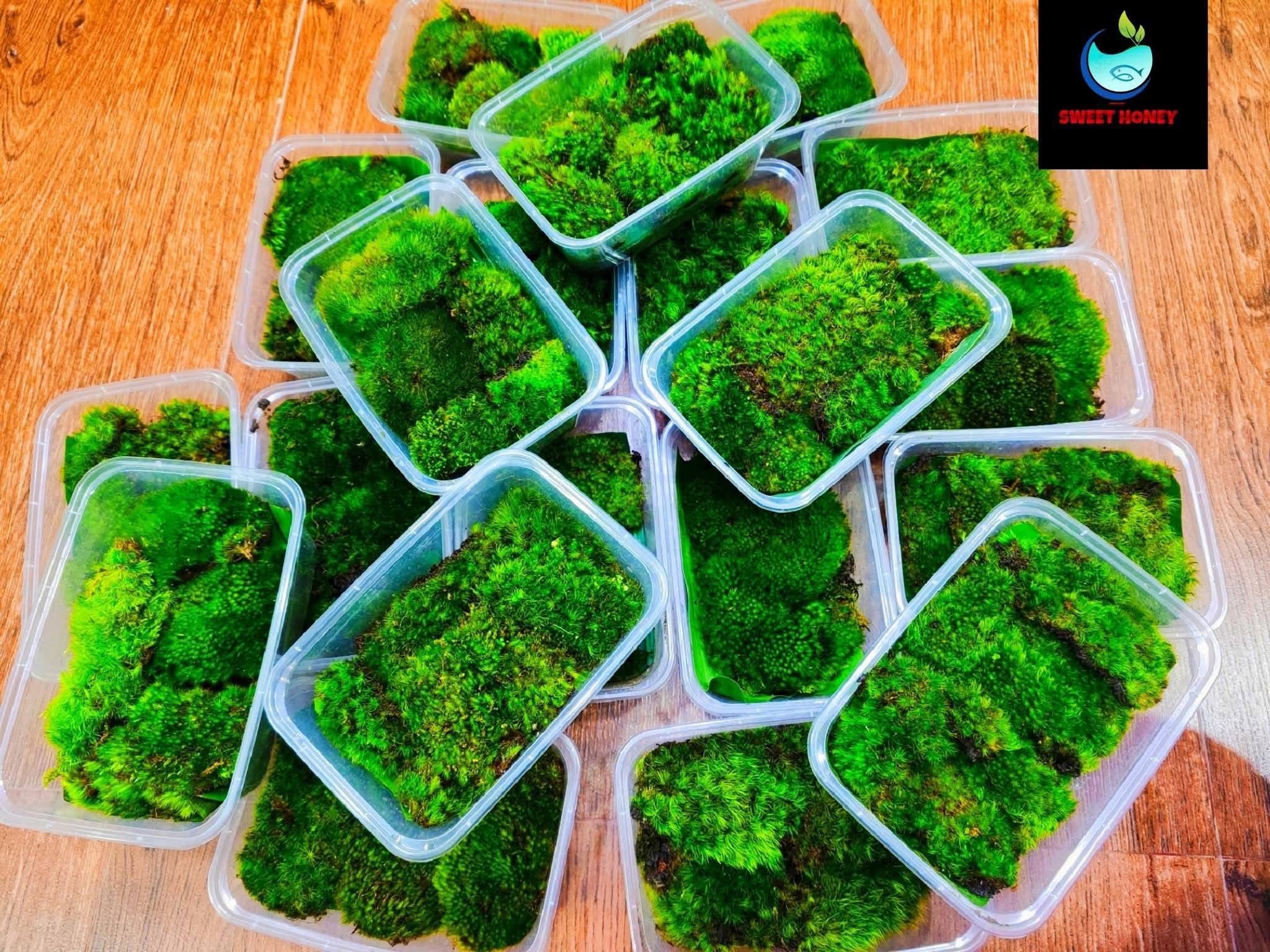 Live aquatic moss