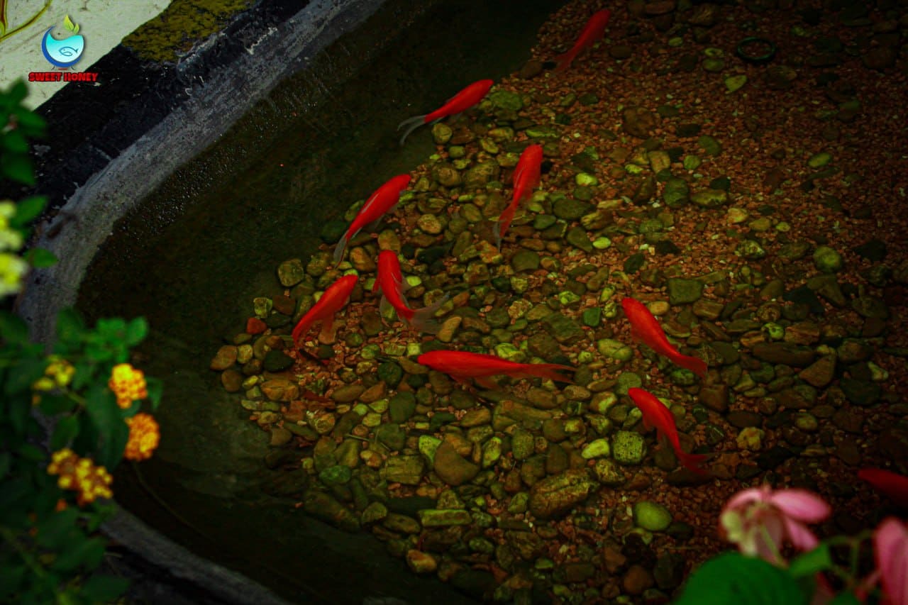 Fish, plants & gear
