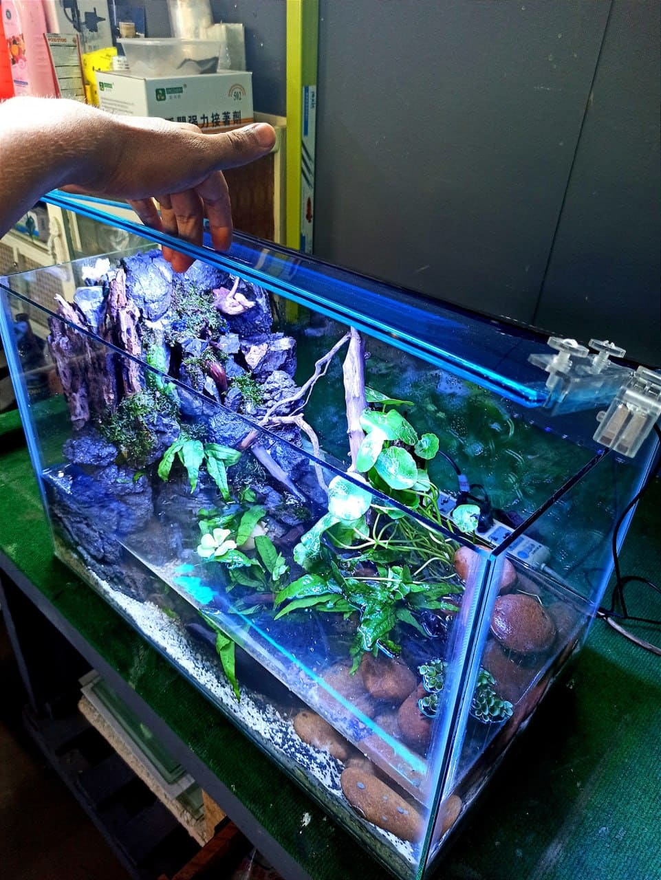 Fish, plants & gear