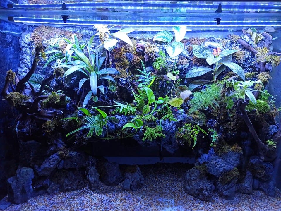 Fish, plants & gear