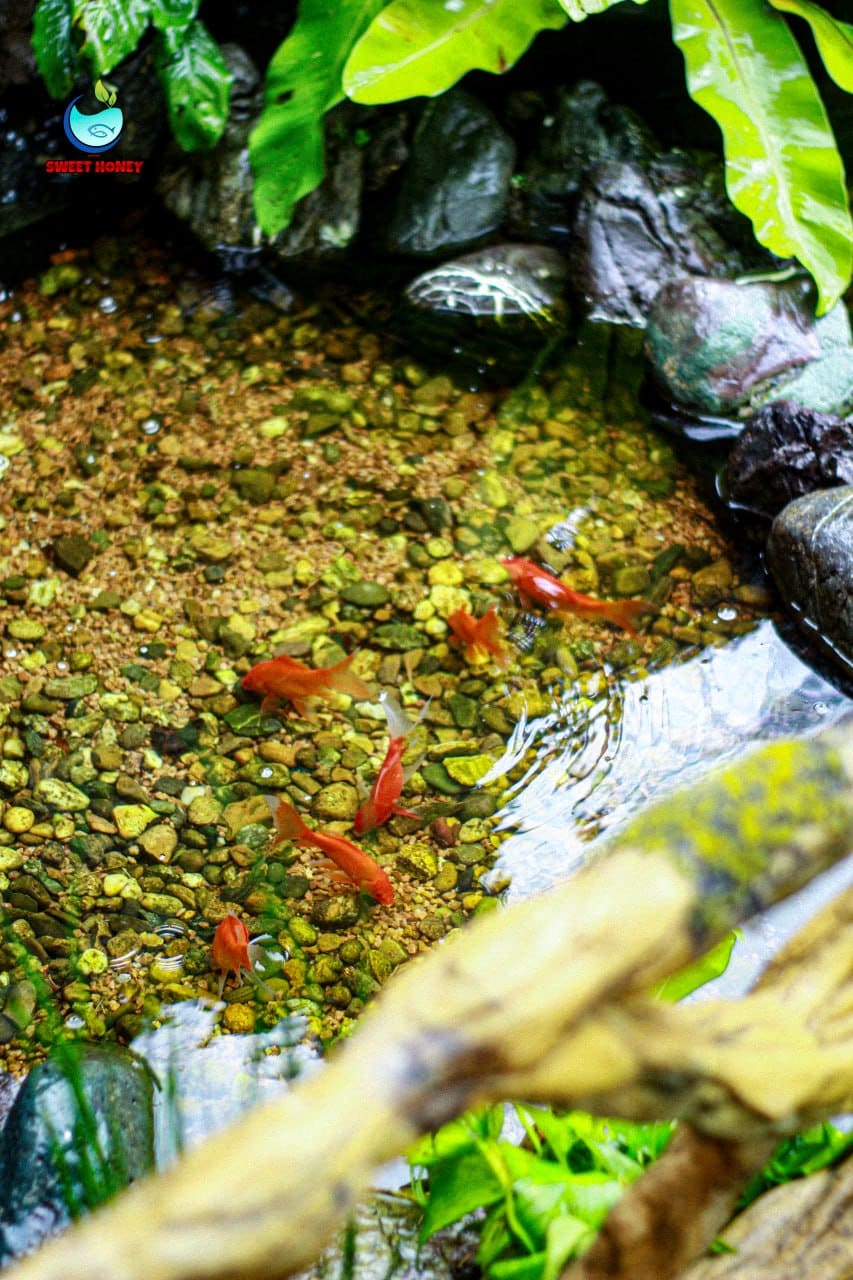 Fish, plants & gear