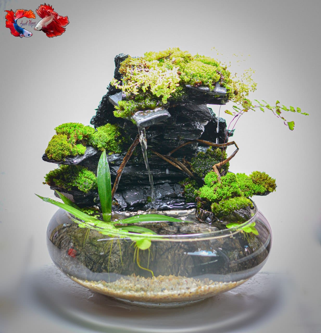 Fish, plants & gear