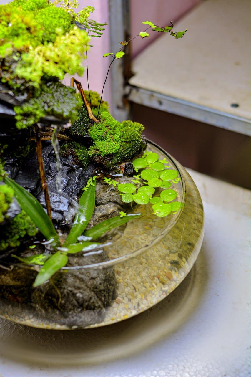 Fish, plants & gear