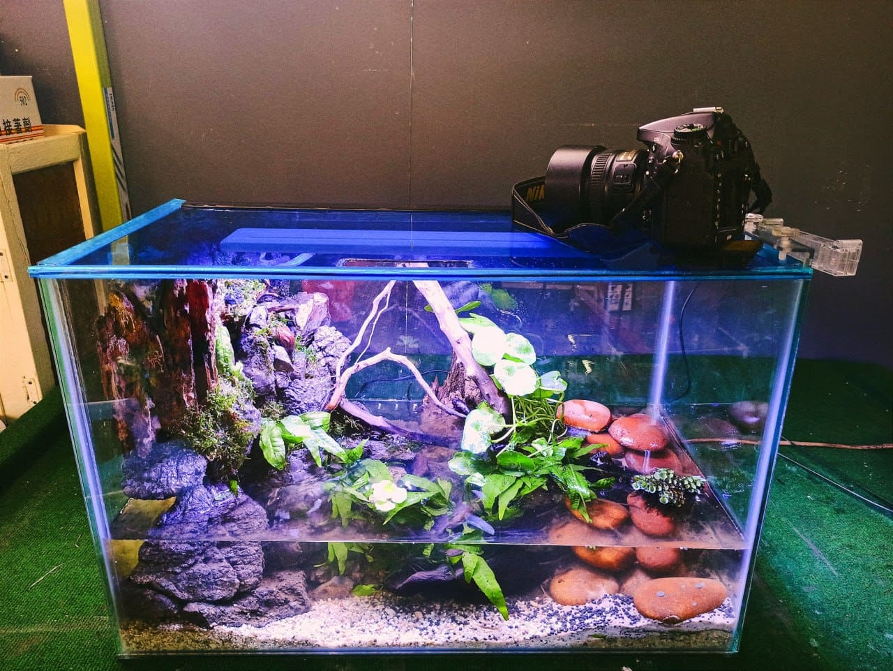 Fish, plants & gear
